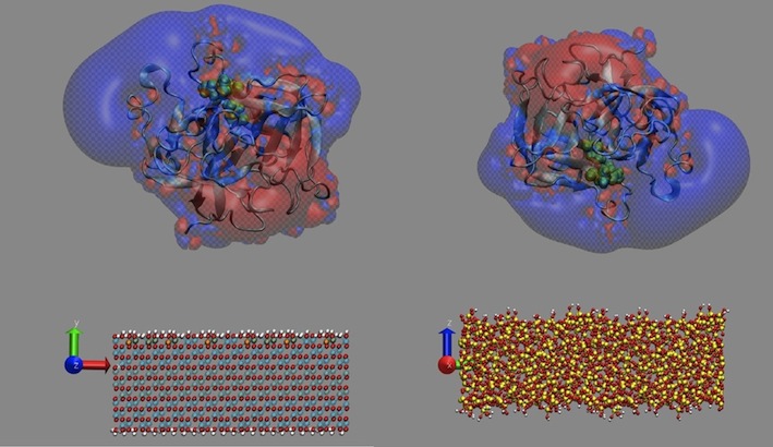 lysozyme adsorption