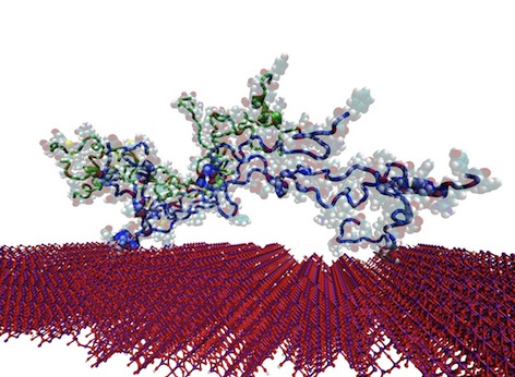 collagen adsorption