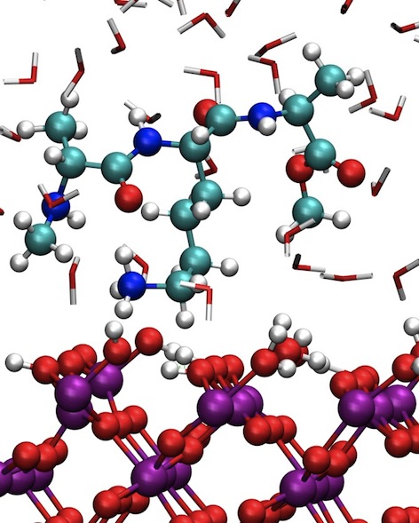 tripeptide adsorption
