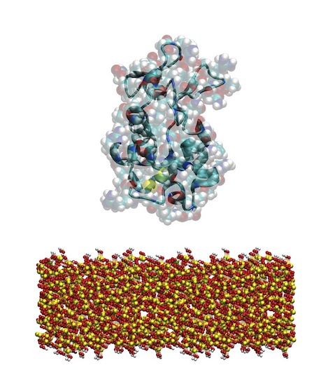 lysozyme adsorption