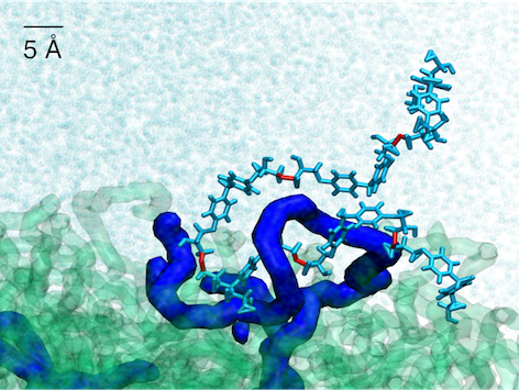 Entangled Polymer Interface