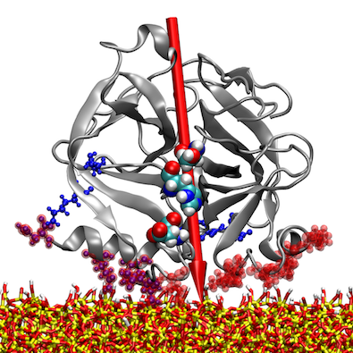 Chymotrypsin on SiO2